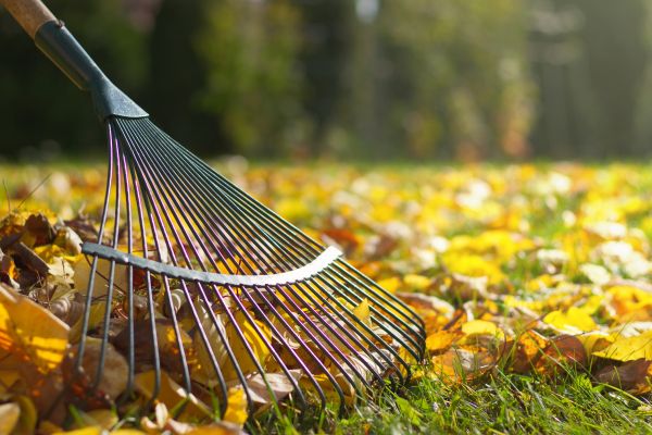 Leaf Cleanup Service in Palmdale