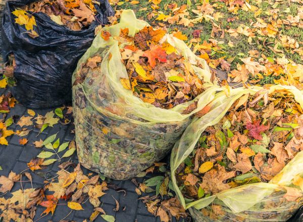 Yard Cleanup Service in Palmdale