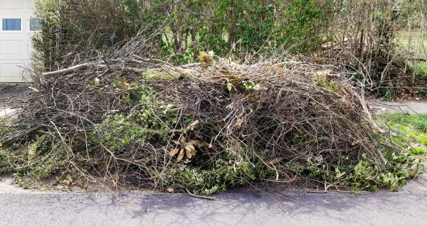Tree Limb Cleanup in Palmdale