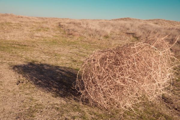 Tumbleweed Removal in Palmdale