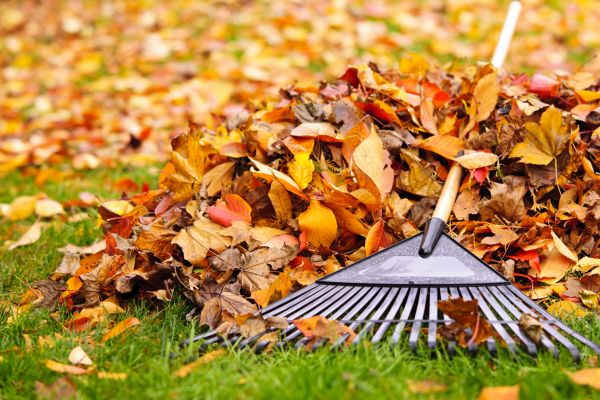 Yard Leaf Removal in Palmdale