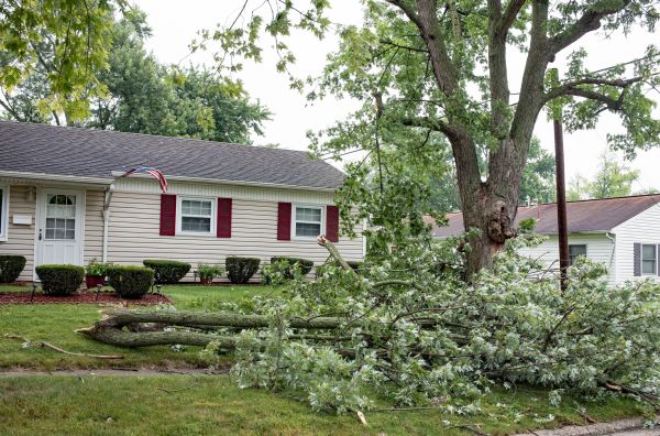 Fallen Branch Removal in Palmdale