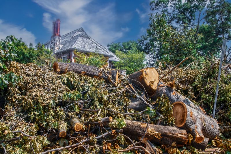 Wood Pile Removal